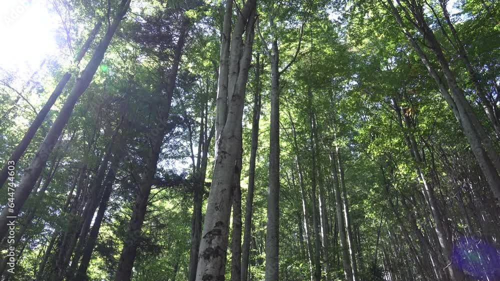 Forest Leaves Foliage, Wood Industry, Sunshine, Sun Rays, Beam in Branches, Summer View Forest Leaves Foliage, Wood Industry, Sunshine, Sun Rays, Beam in Branches, Summer View