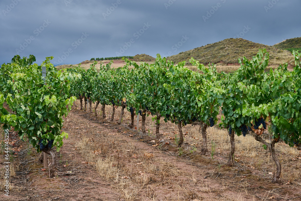View of the Vineyard at Huercanos, Logroño, La Rioja, Spain, Europe