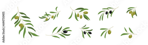 Olive Branches with Olives Green and Black Vector Set