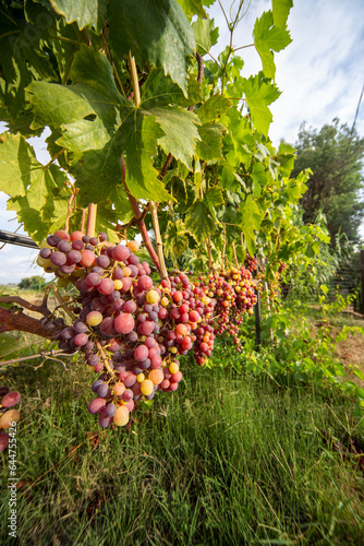 Vigna