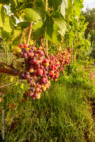 Vigna