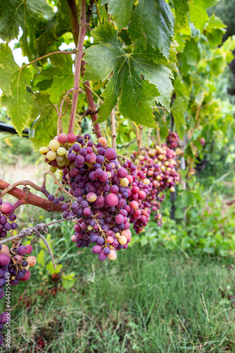 Vigna