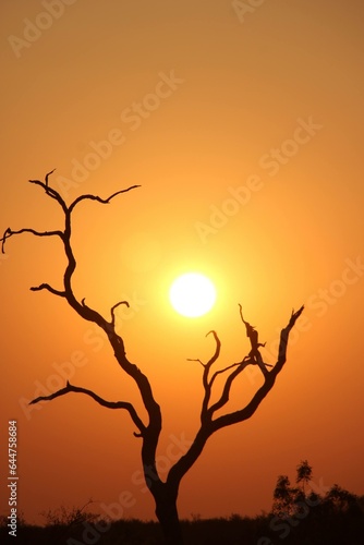 Fototapeta Naklejka Na Ścianę i Meble -  Sunset in the Krugar national park