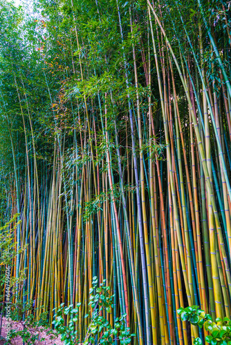 Low Angle View Of Bamboo Grove In Forest