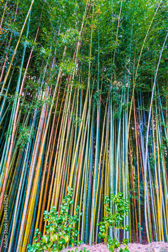 Low Angle View Of Bamboo Grove In Forest