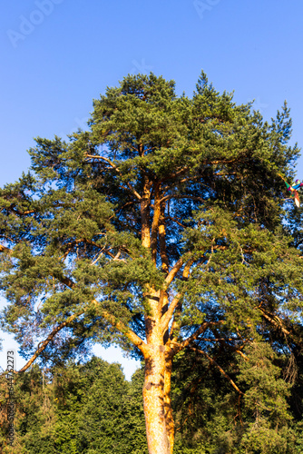 Shot of the big pine tree. Nature © Four_Lakes