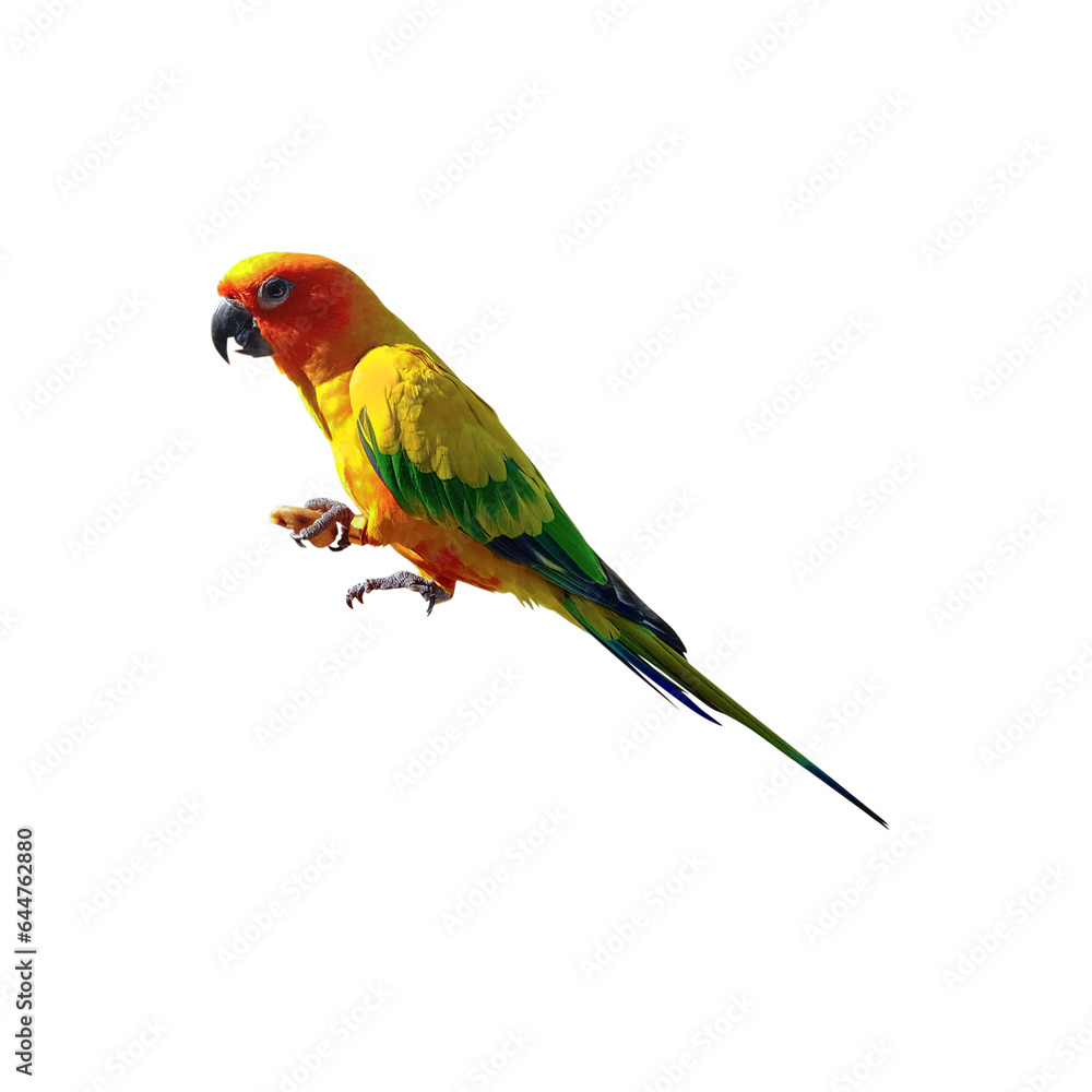 Obraz premium Parrot eats nuts isolated on transparent background