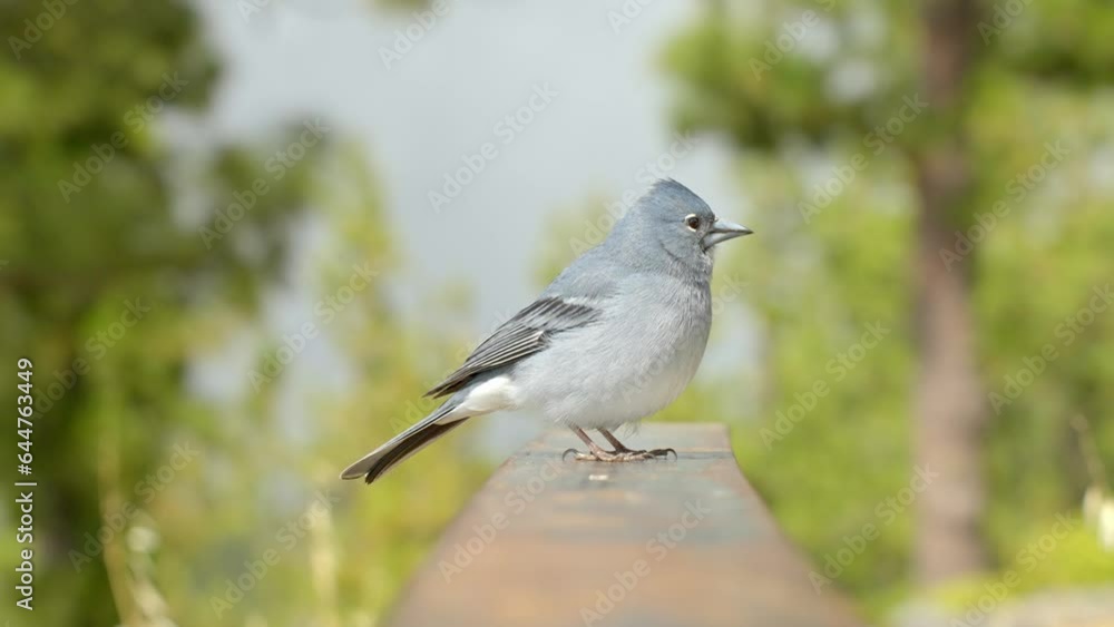 Majestic small blue bird in Tenerife island, close up view Majestic small blue bird in Tenerife island, close up view
