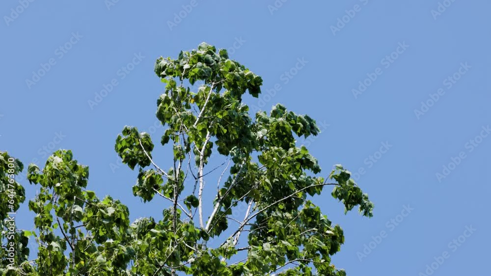 slow motion with the branches of a poplar in the wind. on the blue sky. slow motion with the branches of a poplar in the wind. on the blue sky.