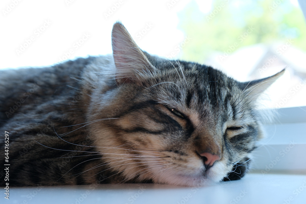 Don't disturb a daydreaming cat. High quality photo Don't disturb a daydreaming cat. High quality photo