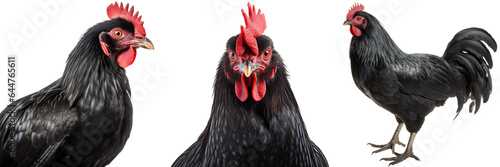 Black chicken collection (portrait, profile, standing), animal bundle isolated on a white background as transparent PNG photo