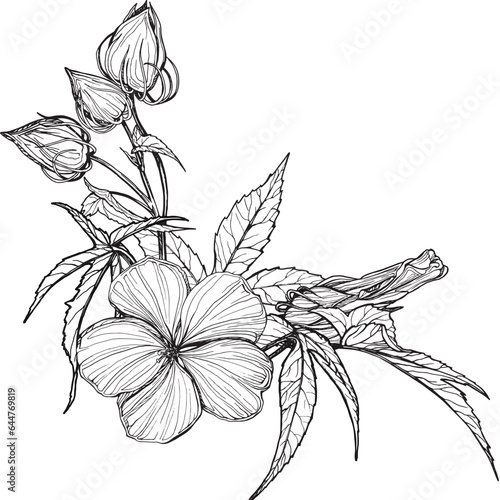 Composition of Hibiscus flowers and leaves. Black and white hand-drawn graphics translated into vector. Botanical illustration for printing on fabric, packaging, prints, stickers, posters, postcards