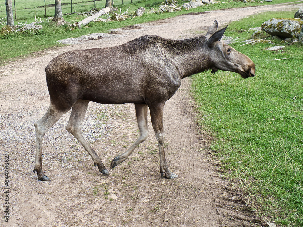 Moose on a path in Scandinavia. King of the forests in Sweden. Largest mammal in Europe