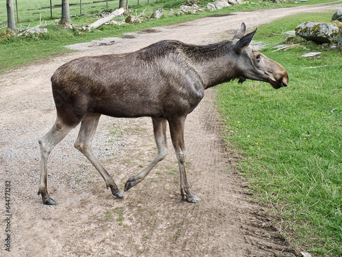Moose on a path in Scandinavia. King of the forests in Sweden. Largest mammal in Europe