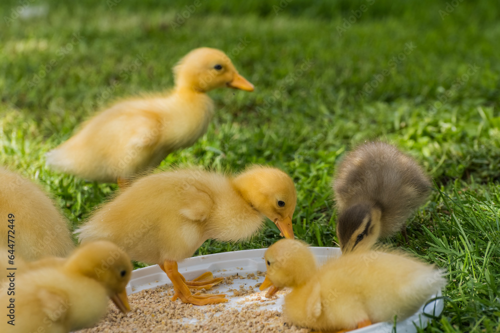 little dear dear indian runner duck babys eating grains from a bowl in grass