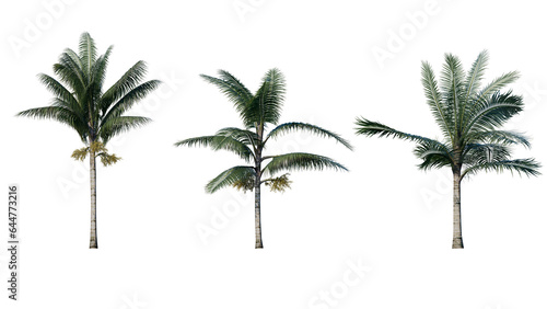 Set of palm trees isolated on a transparent background