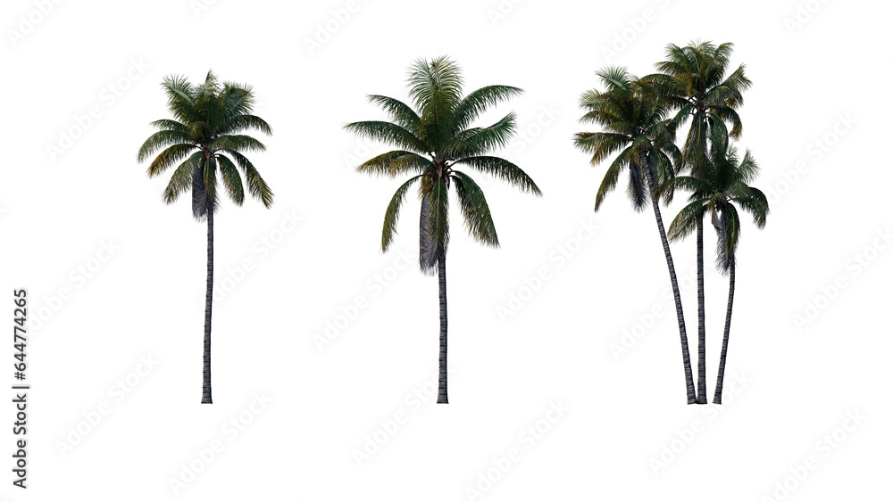 Set of palm trees isolated on a transparent background
