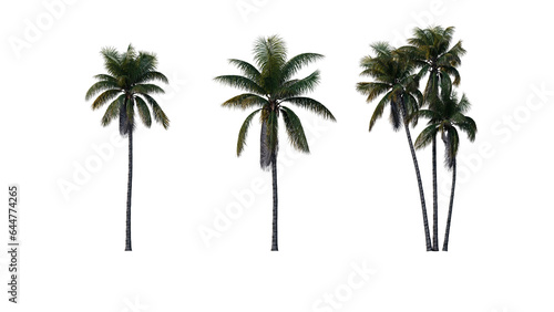 Set of palm trees isolated on a transparent background 