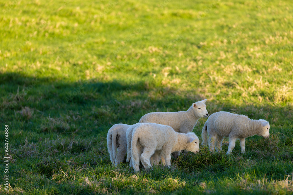 A flock of lambs in a field on the farm A flock of lambs in a field on the farm
