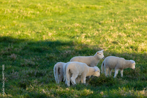 A flock of lambs in a field on the farm