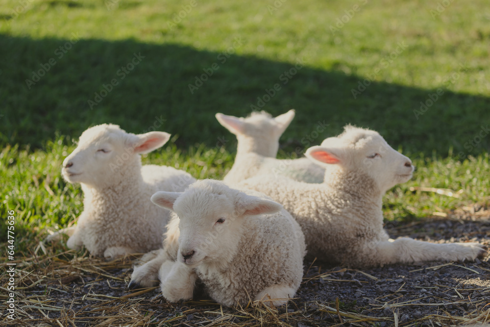 A flock of lambs huddled together resting on the farm A flock of lambs huddled together resting on the farm