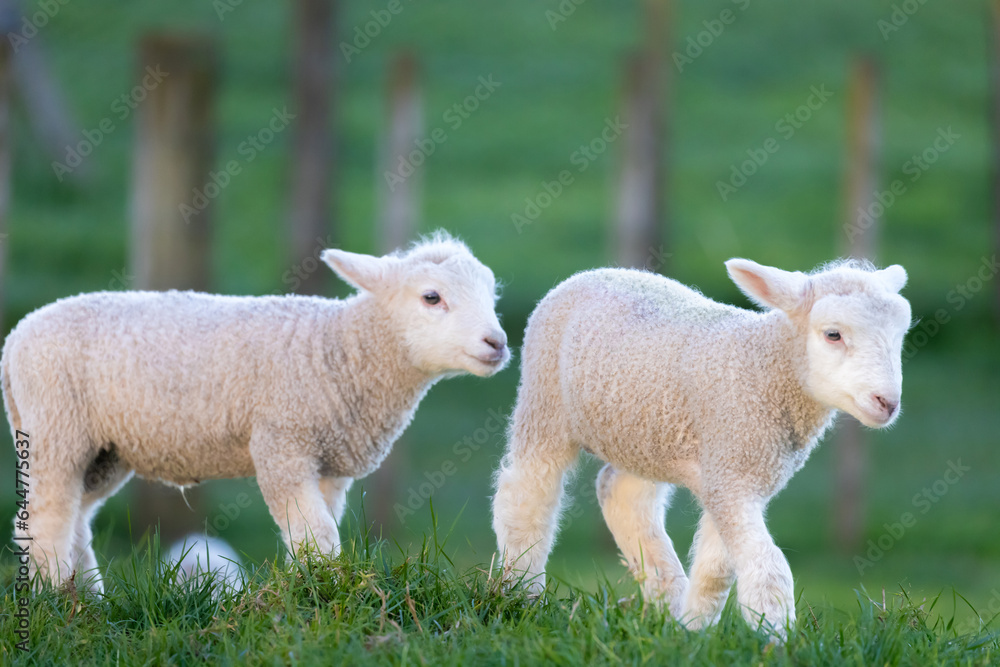 Two lambs in a field on the farm Two lambs in a field on the farm