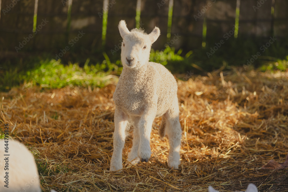 Portrait shot of a cute spring lamb Portrait shot of a cute spring lamb