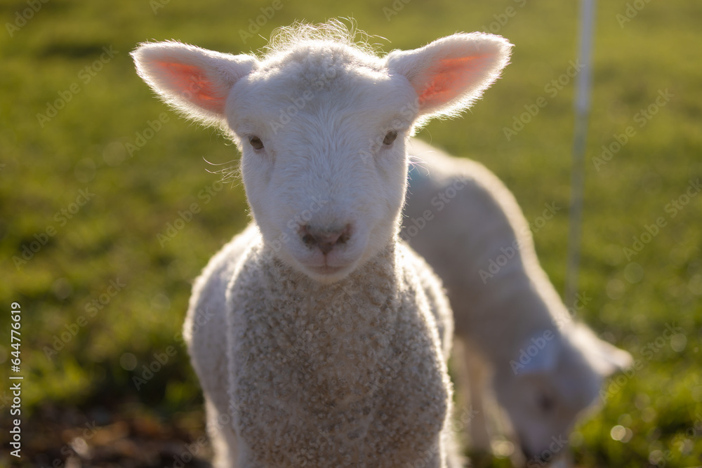 Close up portrait shot of a cute spring lamb