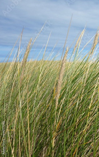 DUNES DE SABLE - Oyats - roseau des sables 1