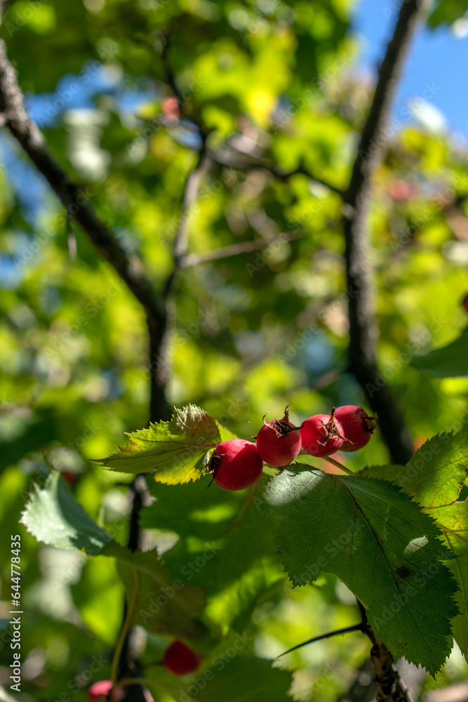 Hawthorn: The Diverse Family of Hardy Shrubs and Trees from Around the World. (selective focus) Hawthorn: The Diverse Family of Hardy Shrubs and Trees from Around the World. (selective focus)