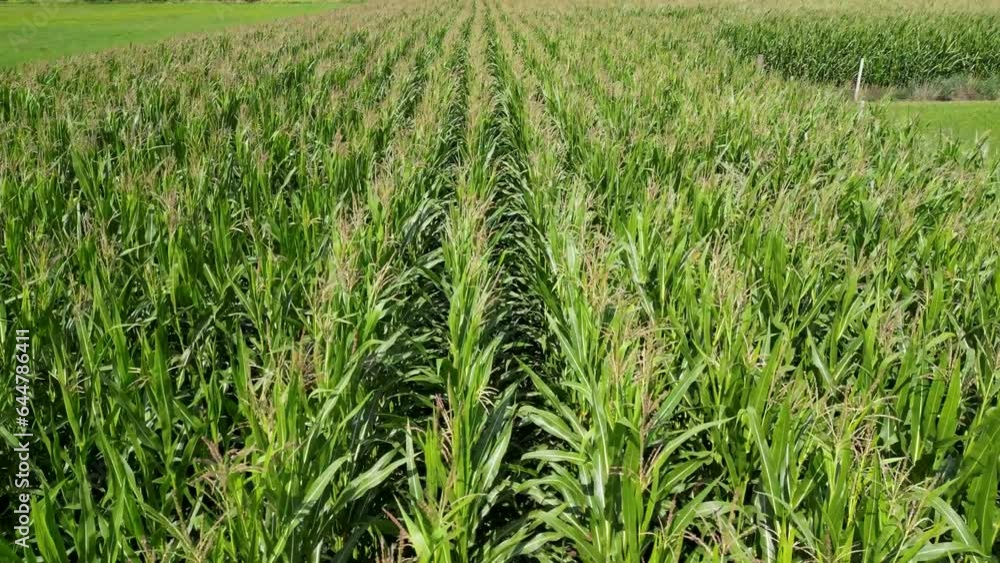 Corn field ready to harvest fly-through on sunny summer evenig, drone footage Corn field ready to harvest fly-through on sunny summer evenig, drone footage