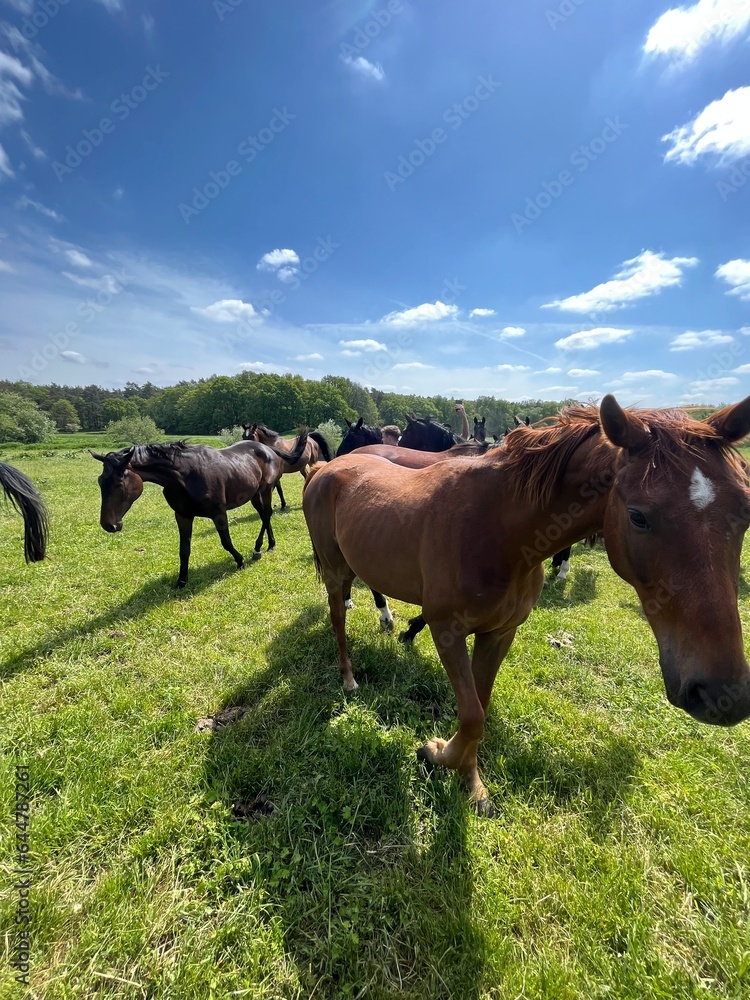 Horses on field Horses on field