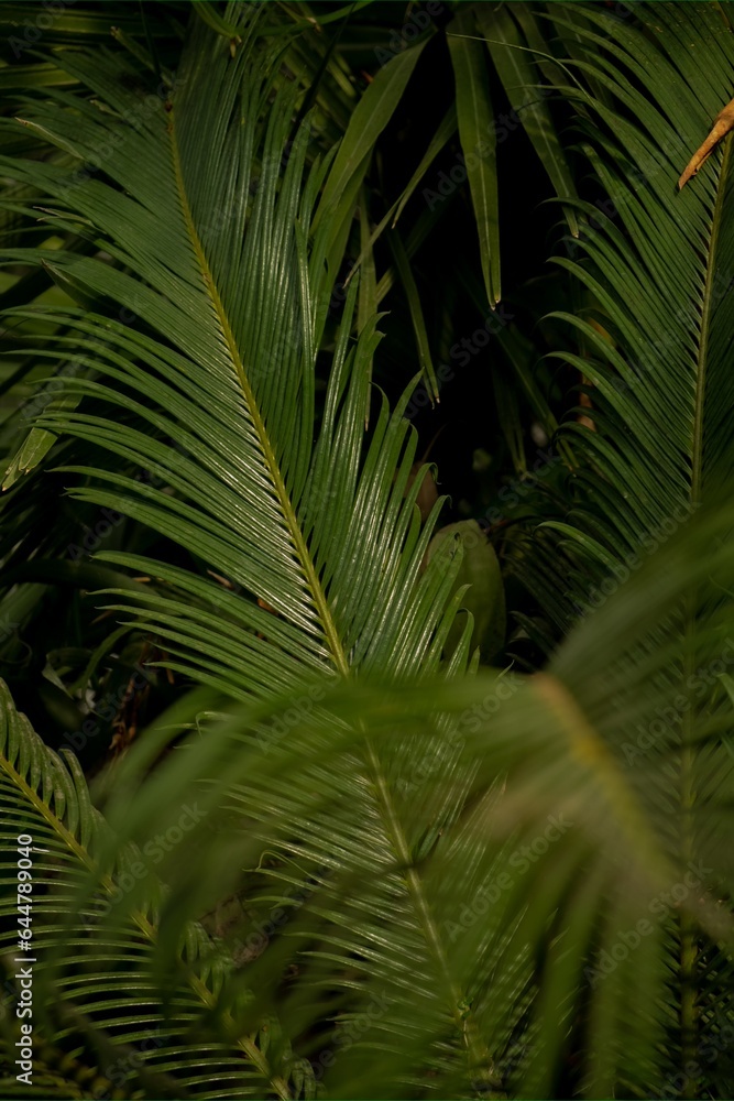 Large leaves of the cycas revoluta plant in the greenhouse of the Winter Garden. Full frame. Blurred foreground. Large leaves of the cycas revoluta plant in the greenhouse of the Winter Garden. Full frame. Blurred foreground.