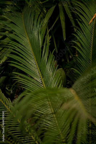 Large leaves of the cycas revoluta plant in the greenhouse of the Winter Garden. Full frame. Blurred foreground.