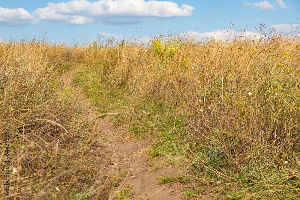 Summer field of feather grass and wildflowers on a sunny day. Summer field of feather grass and wildflowers on a sunny day.