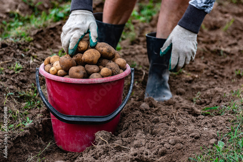 A woman in rubber boots collects potatoes in bucket in the field.