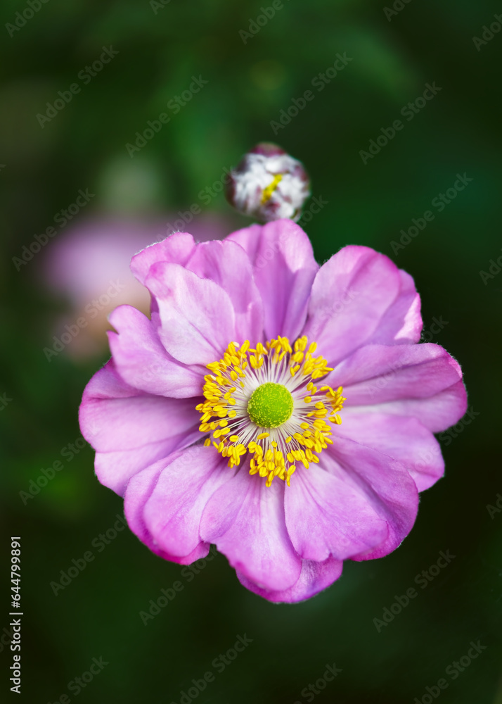 Top view of beutiful pink purple double flower of anemone japonica on blurred background. (Anemone Hupehensis) Selective focus. Top view of beutiful pink purple double flower of anemone japonica on blurred background. (Anemone Hupehensis) Selective focus.