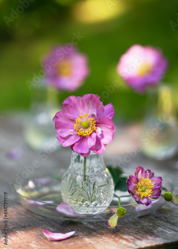 Beautiful pink purple double flower of anemone japonica  in a mini glass vase. (Anemone Hupehbensis). Garden decor idea concept. Copy space.