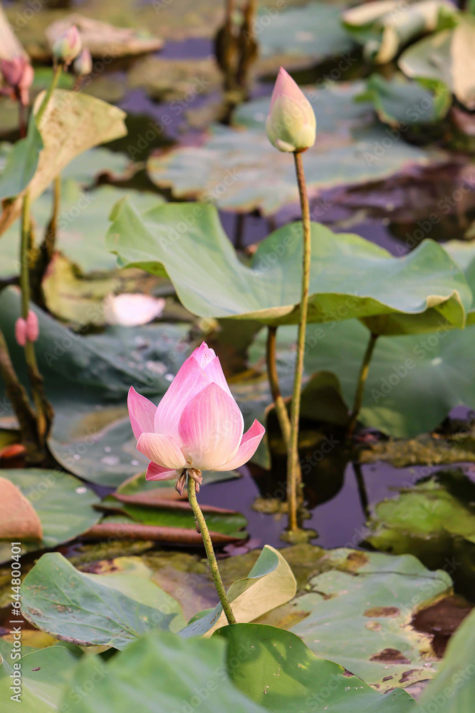 Lotus flower under lotus leaf and above lotus leaf Lotus flower under lotus leaf and above lotus leaf