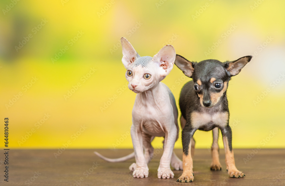 Young Sphynx kitten and tiny Toy terrier puppy stand together at summer park and looks away on empty space.  isolated on white background