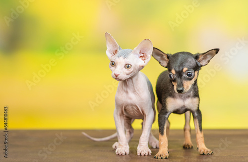 Young Sphynx kitten and tiny Toy terrier puppy stand together at summer park and looks away on empty space.  isolated on white background © Ermolaev Alexandr