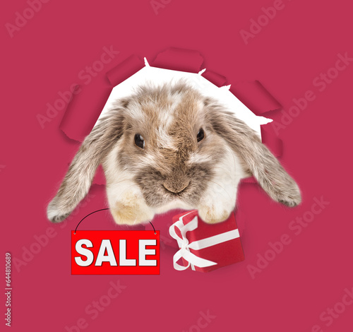 Lop-eared Easter rabbit looking through a hole in paper, holds tiny guft box and shows signboard with labeled 