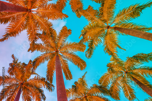 Coconut palm trees with vibrant color vibes