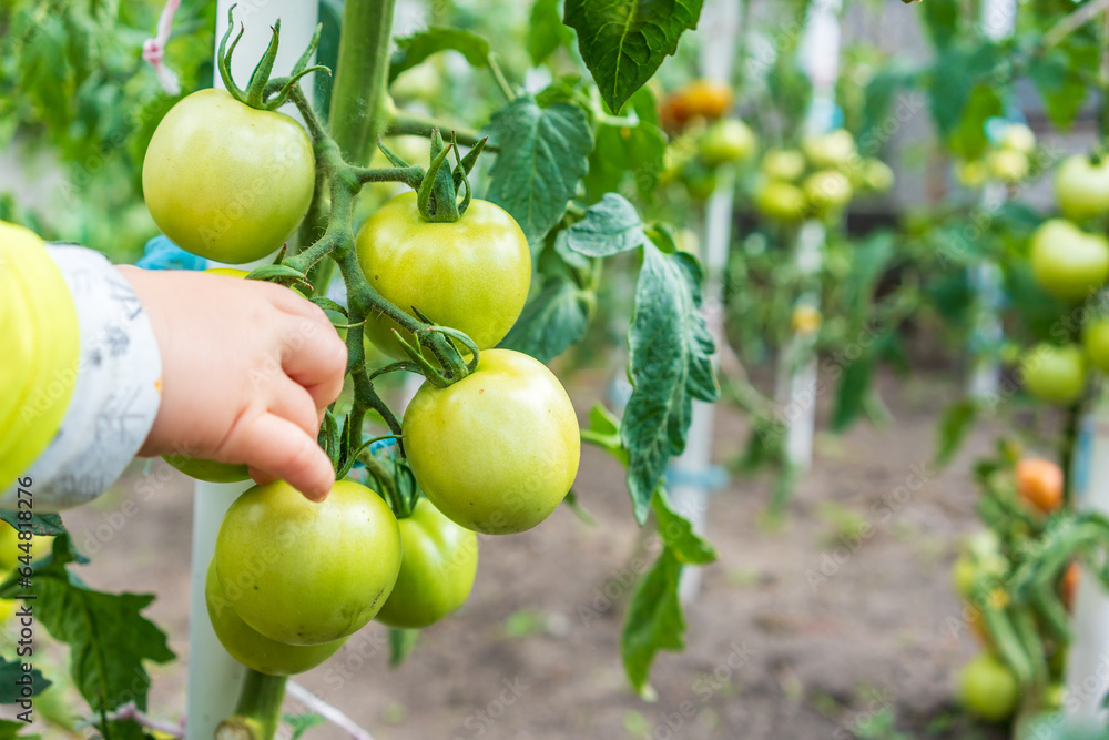 Vibrant organic, homegrown tomato plants Vibrant organic, homegrown tomato plants
