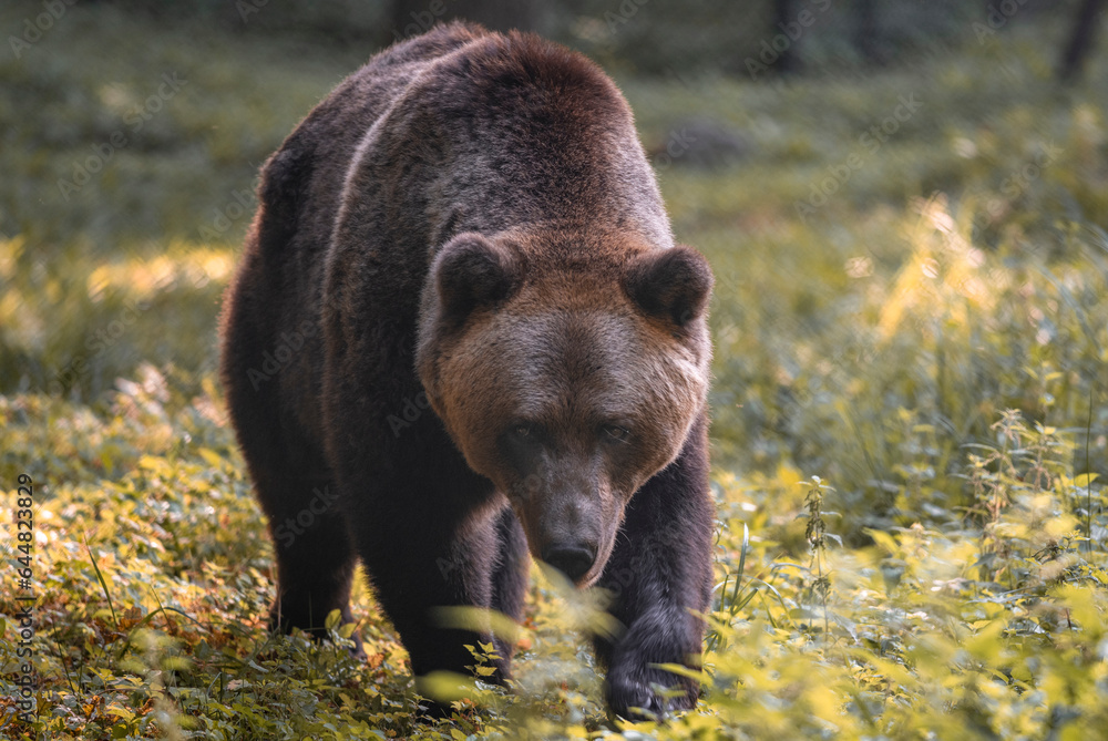 Fototapeta premium brown bear cub