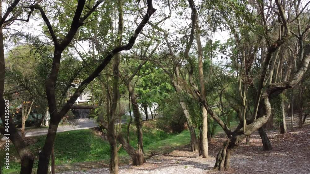 free motion with drone filming a beautiful square full of trees and branches during springtime in brazil, 4K resolution free motion with drone filming a beautiful square full of trees and branches during springtime in brazil, 4K resolution