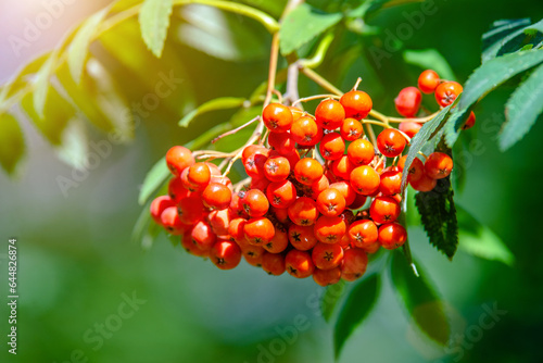 Red Rowa leaves on a blue sky background
 photo