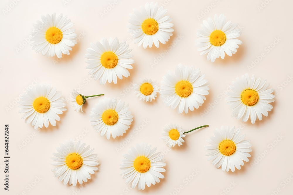 Collection of beautiful daisy flowers on solid background.