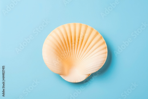 Puka shell on solid background. Ocean summer and vacation concept.