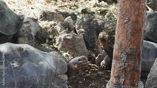 Galapagos giant tortoise, Chelonoidis niger, is a reptile species, that is endemic to the Galapagos islands in the pacific ocean of Ecuador. photo